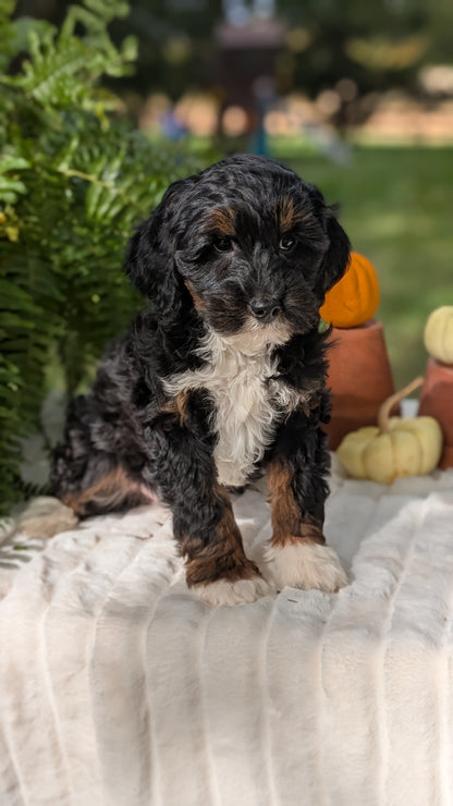 MINI BERNEDOODLE (08/06) FEMALE