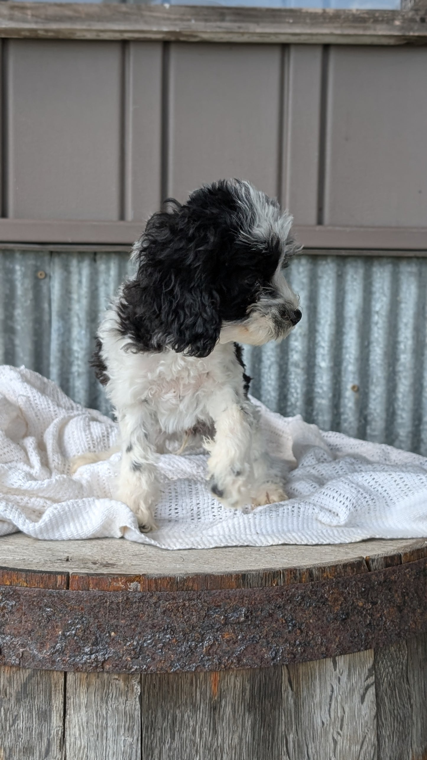 COCKAPOO (MAY 22) MALES