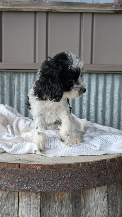 COCKAPOO (MAY 22) MALES