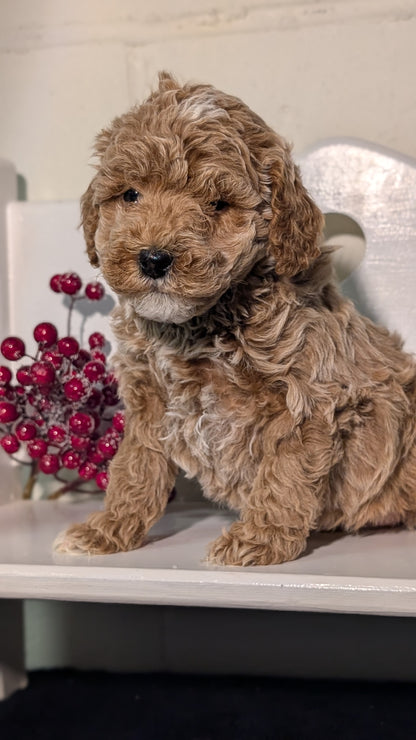 MINI POODLE (NOV 18) FEMALES
