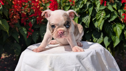 FRENCHTON (06/25) FEMALE