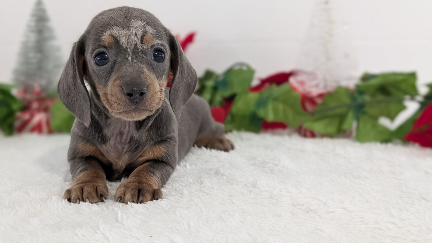 MINI DACHSHUND (OCT 20) FEMALES