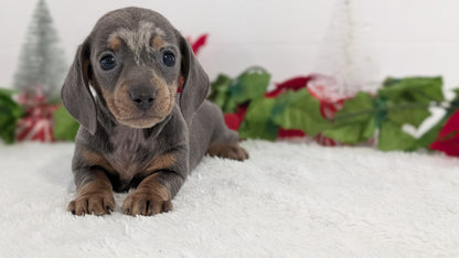 MINI DACHSHUND (OCT 20) FEMALES