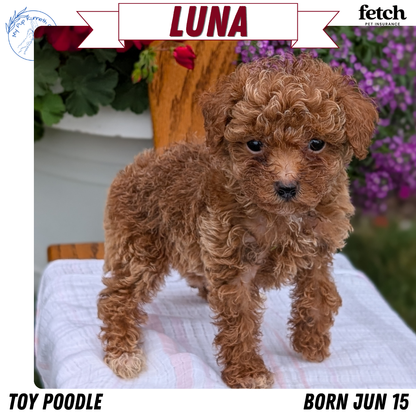 TOY POODLE (JUN 15) FEMALE