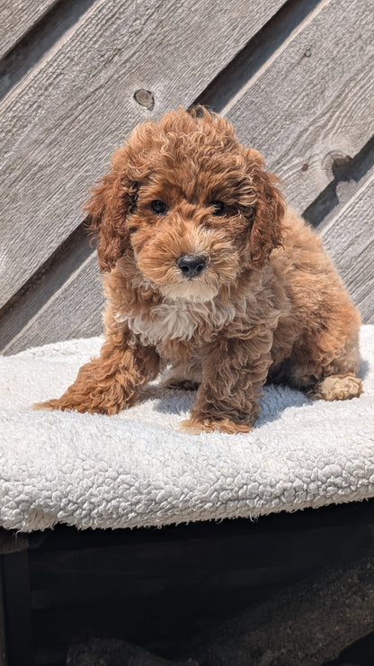 MINI POODLE (MAY 12) FEMALES