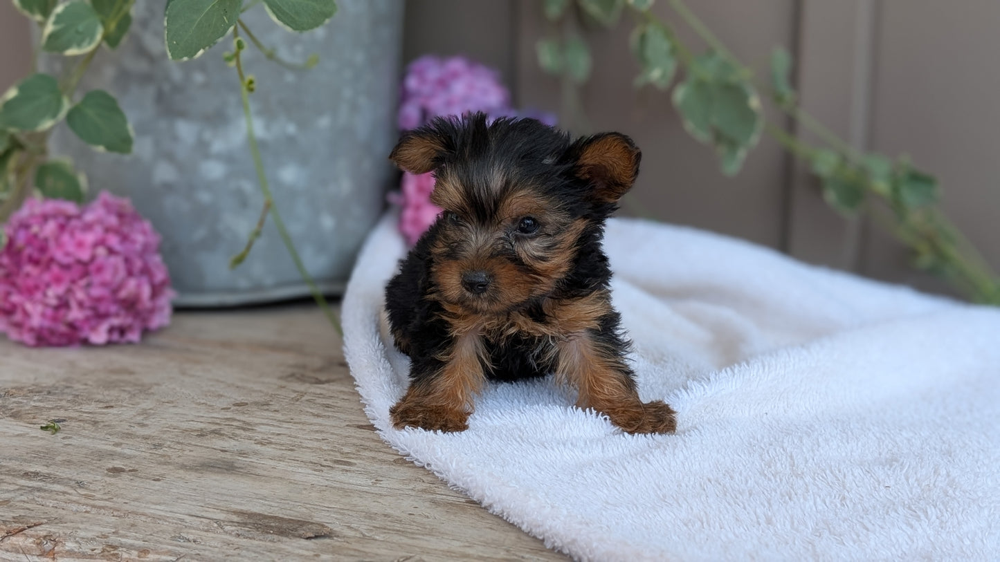 YORKSHIRE TERRIER (06/05) MALE
