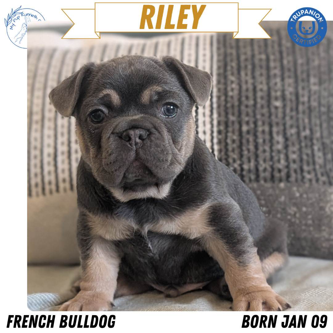 FRENCH BULLDOG (JAN 09) MALES
