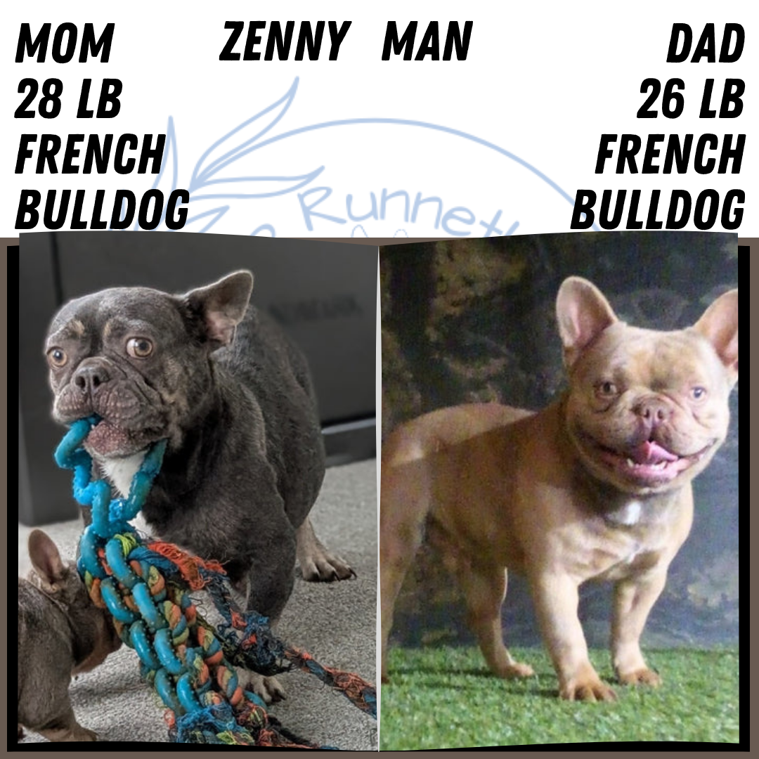 FRENCH BULLDOG (JUN 29) MALES