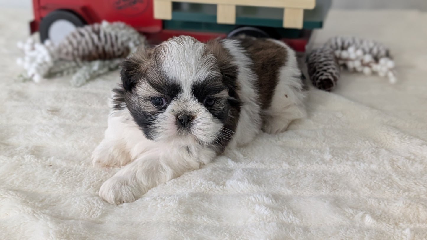 SHIH TZU (DEC 03) FEMALE