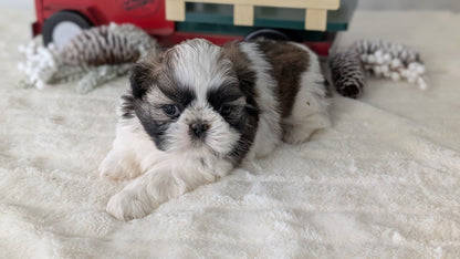 SHIH TZU (DEC 03) FEMALE