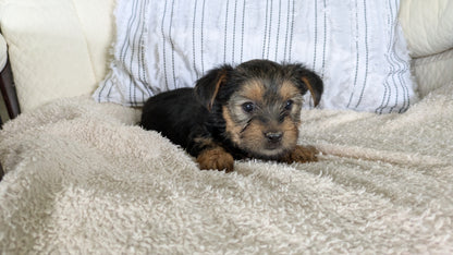 YORKSHIRE TERRIER (02/25) FEMALE