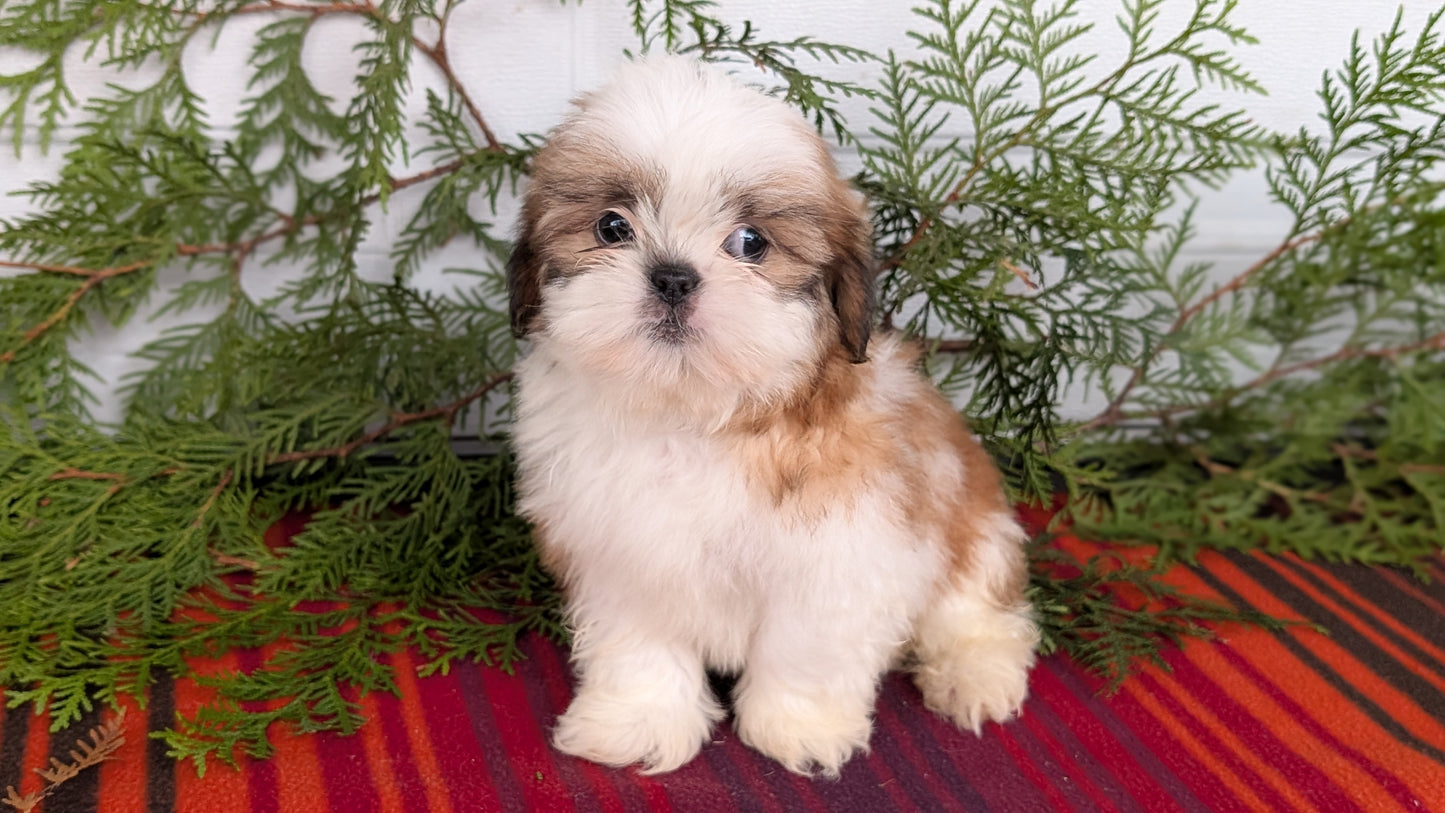 SHIH TZU (SEP 30) MALES