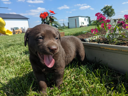 CHOCOLATE LAB (04/21) FEMALE