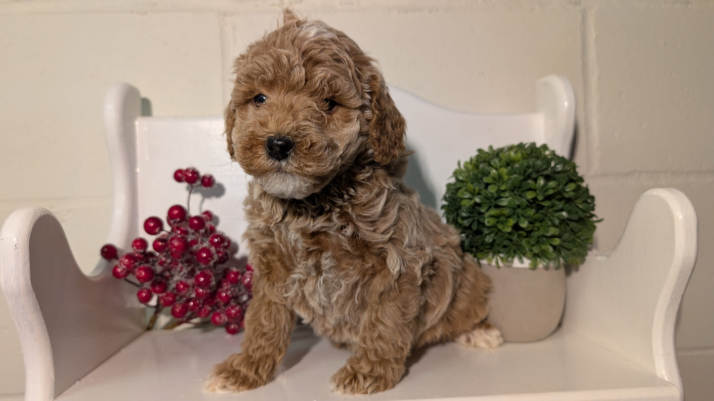 MINI POODLE (NOV 18) FEMALES