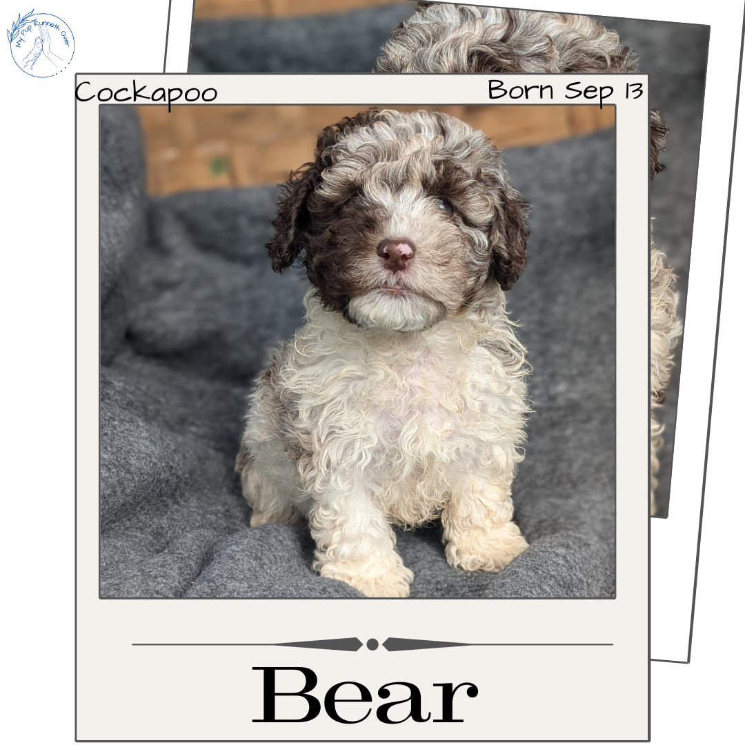 Cockapoo Temp COCKAPOO (09/13) MALE – My Pup Runneth Over
