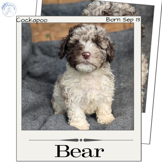 COCKAPOO (09/13) MALE