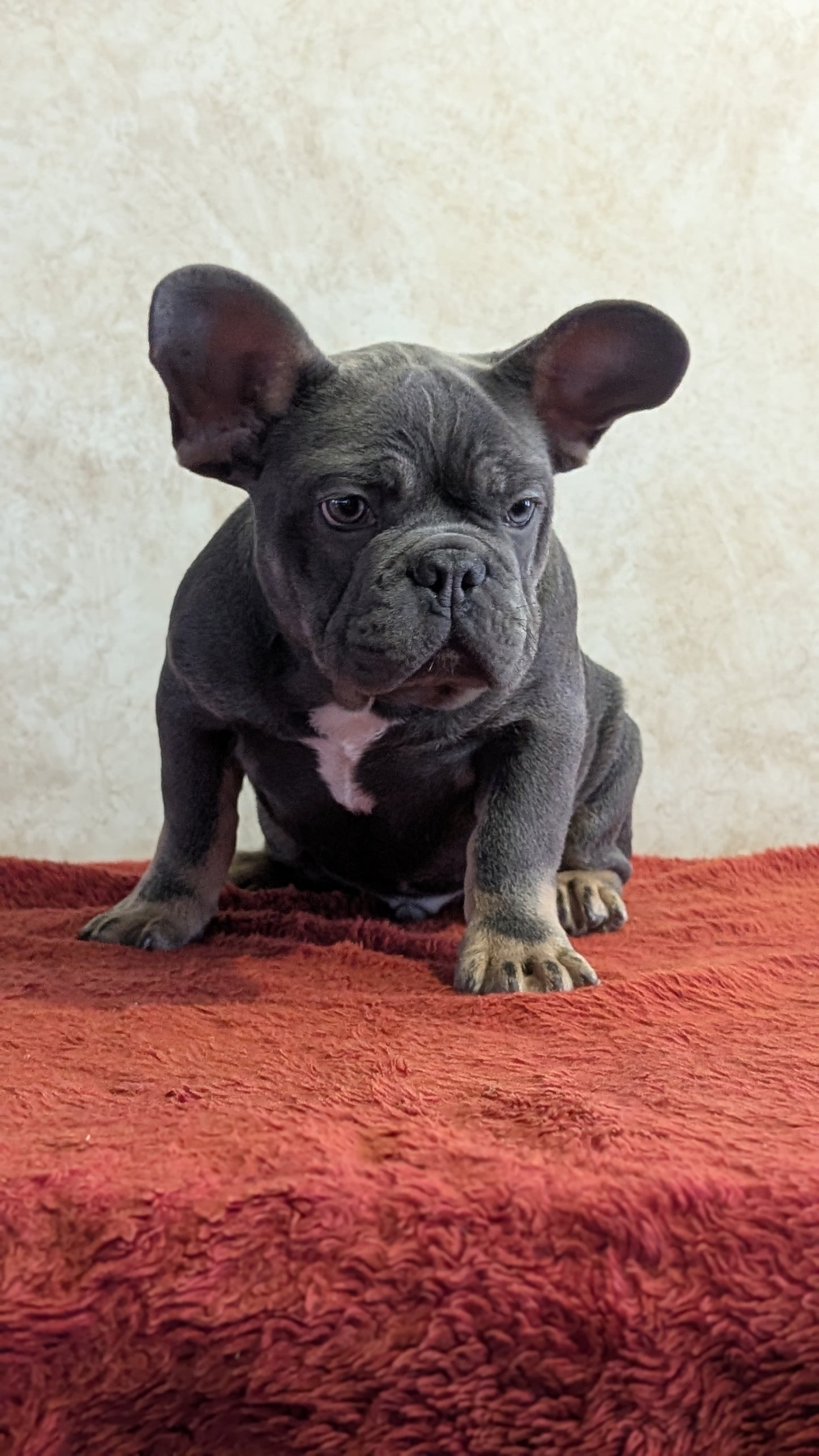 FRENCH BULLDOG (OCT 03) MALES