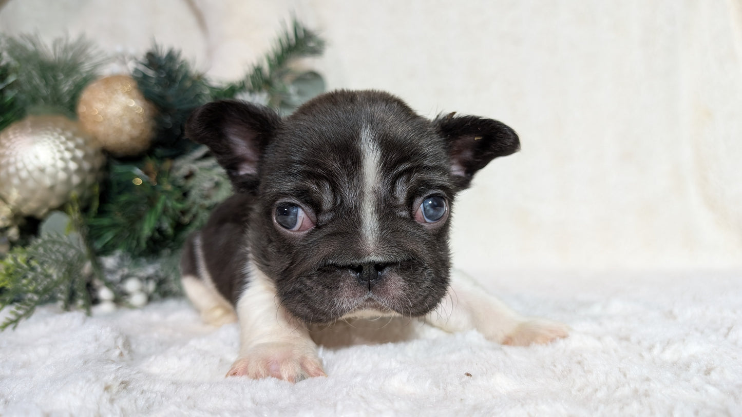 FRENCH BULLDOG (OCT 08) MALES