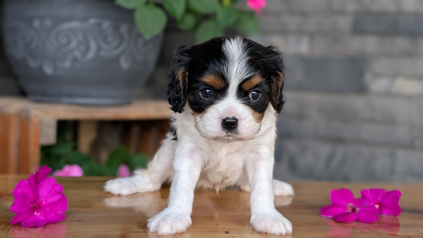 CAVALIER (JUL 18) 3 FEMALES/2 MALES