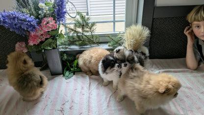 POMERANIAN (11/01) FEMALE