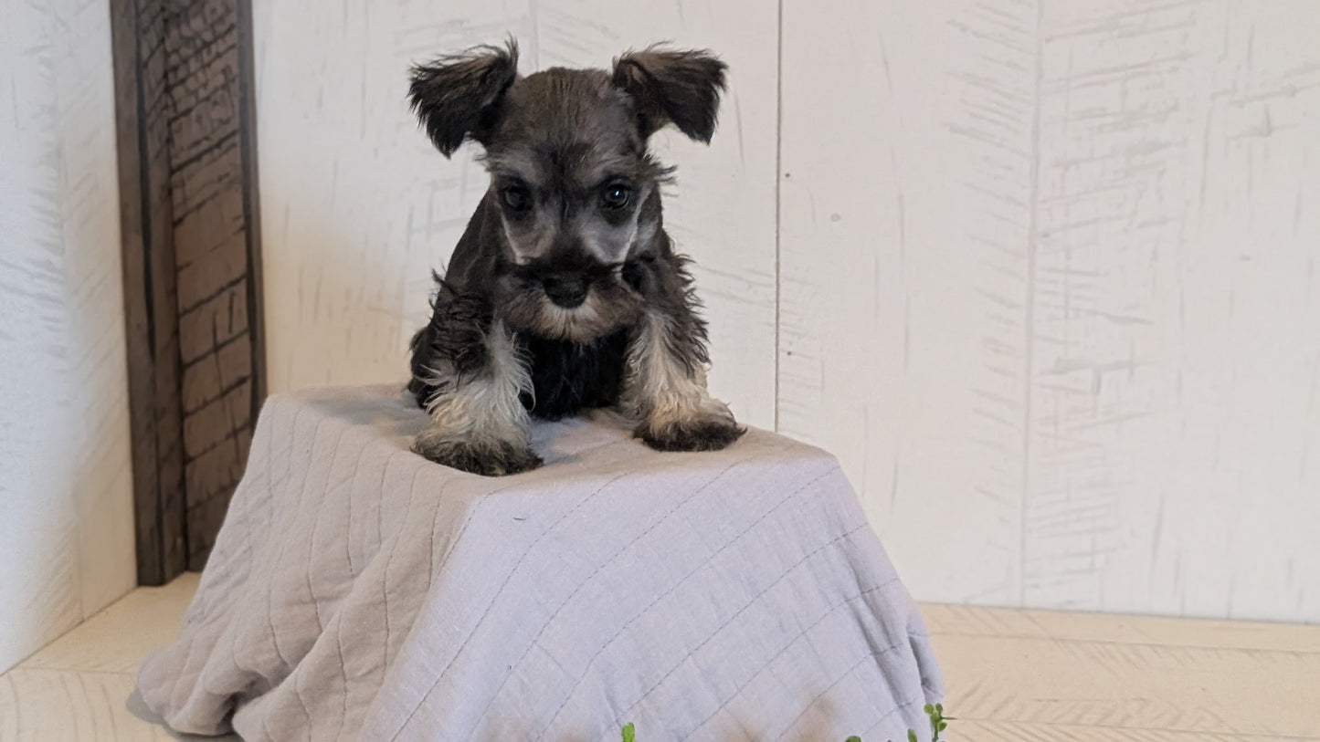 MINI SCHNAUZER (FEB 15) FEMALES