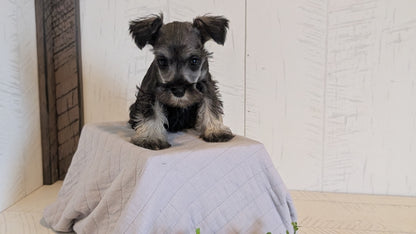 MINI SCHNAUZER (FEB 15) FEMALES