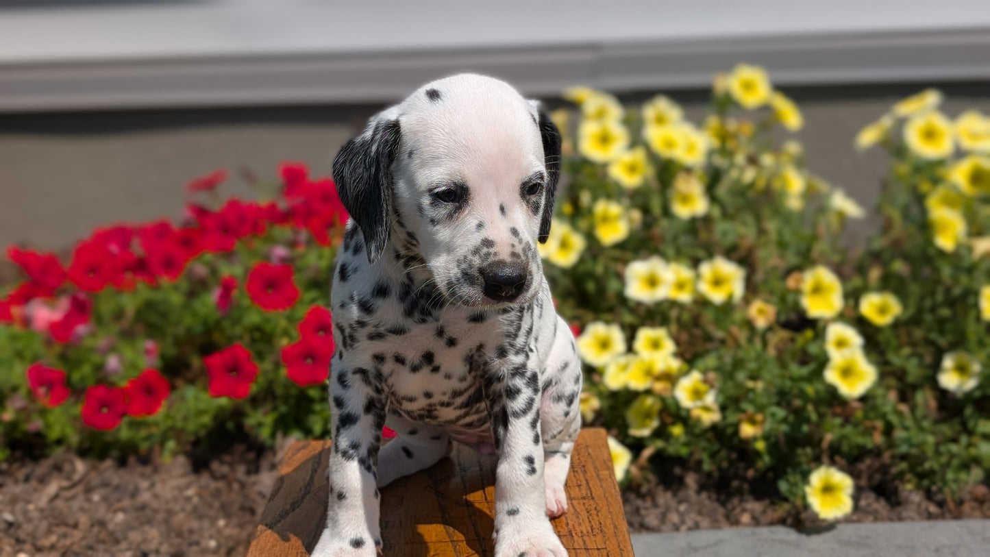 DALMATIAN (JUN 29) FEMALES