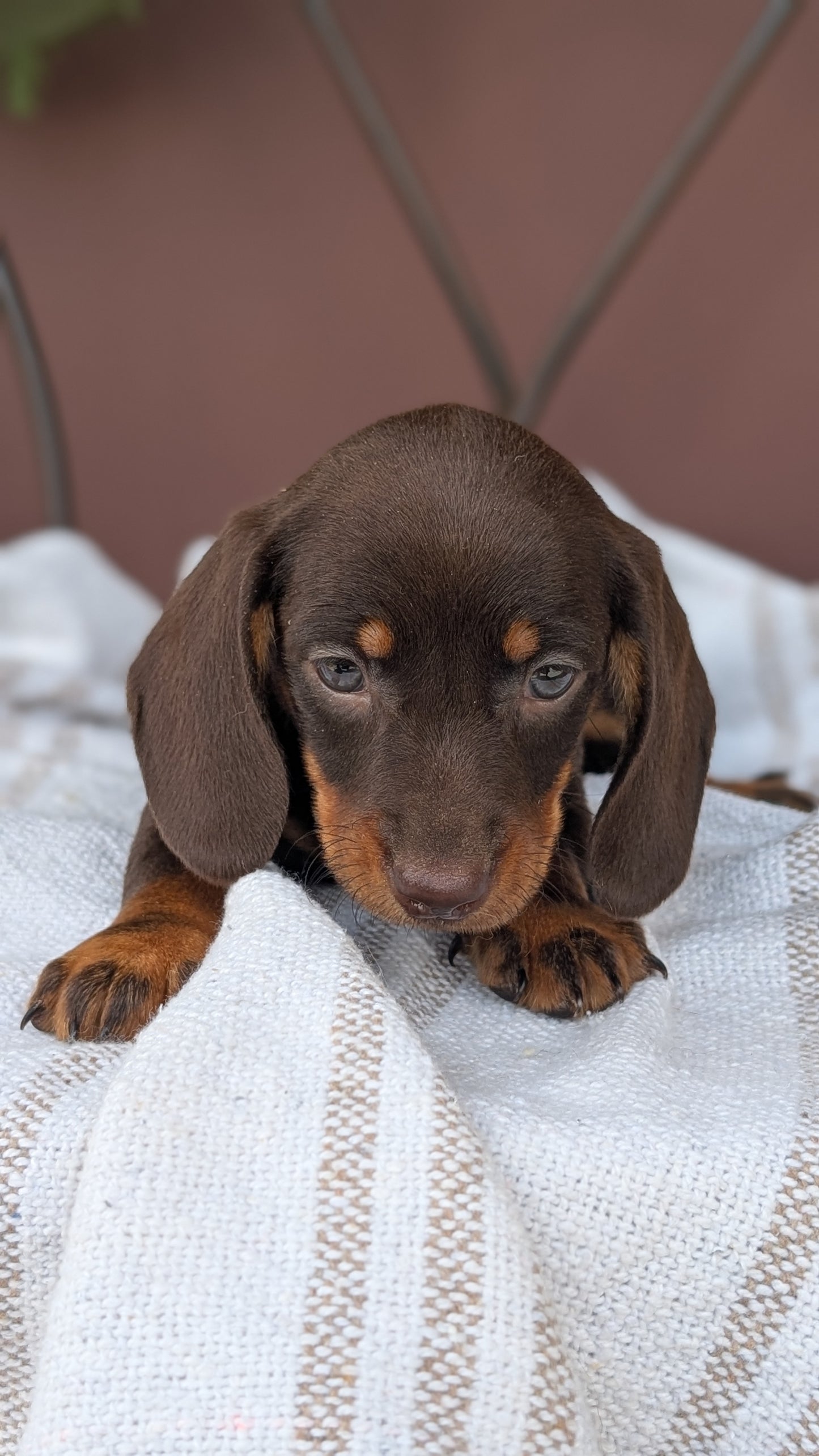 MINI DACHSHUND (MAY 26) MALE