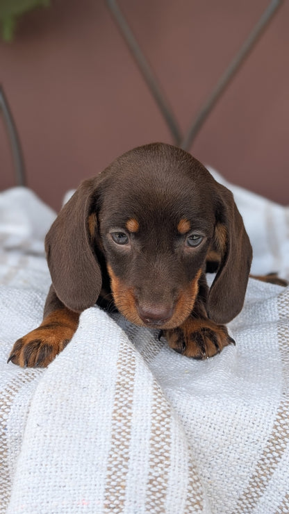 MINI DACHSHUND (MAY 26) MALE