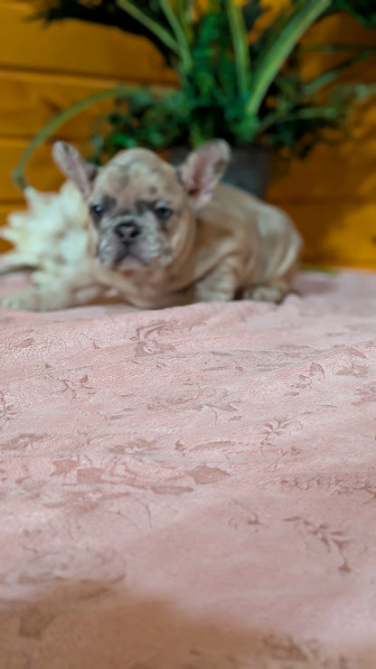 FRENCH BULLDOG (12/22) FEMALE