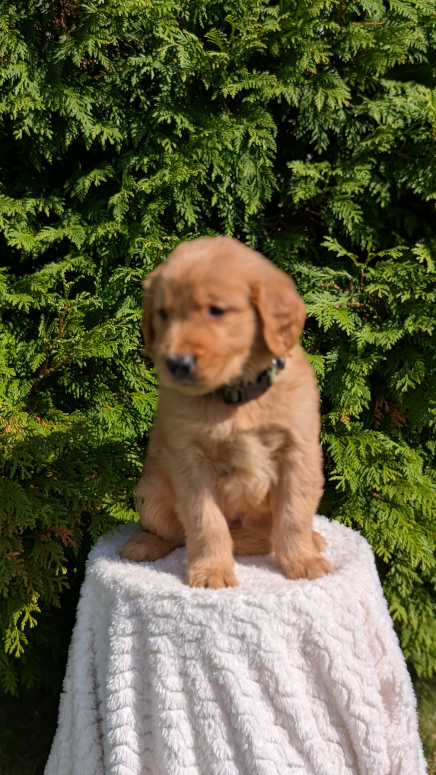 GOLDEN RETRIEVER (07/16) MALE