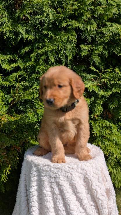 GOLDEN RETRIEVER (07/16) MALE