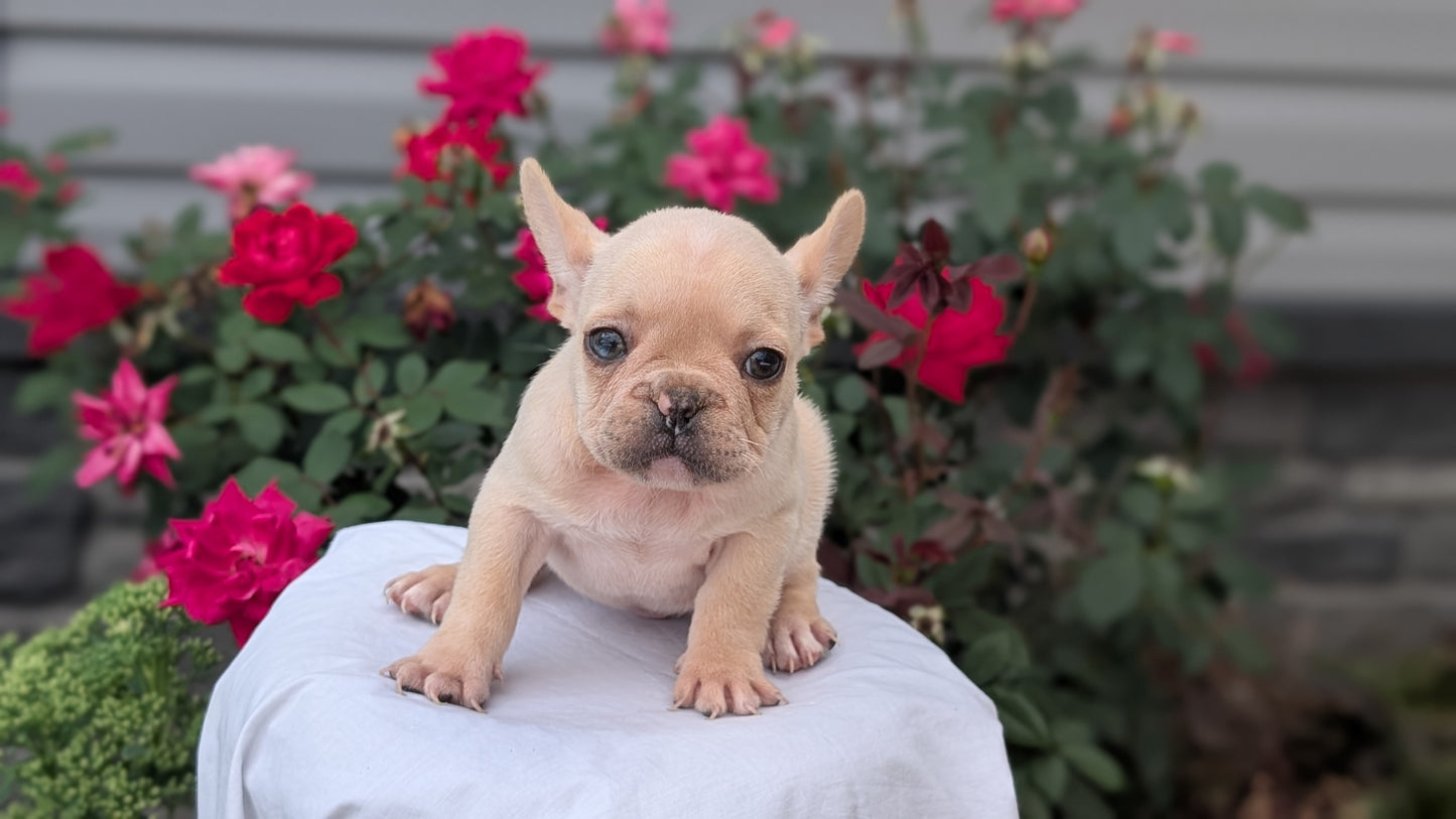 FRENCH BULLDOG (JUN 26) 2 MALES