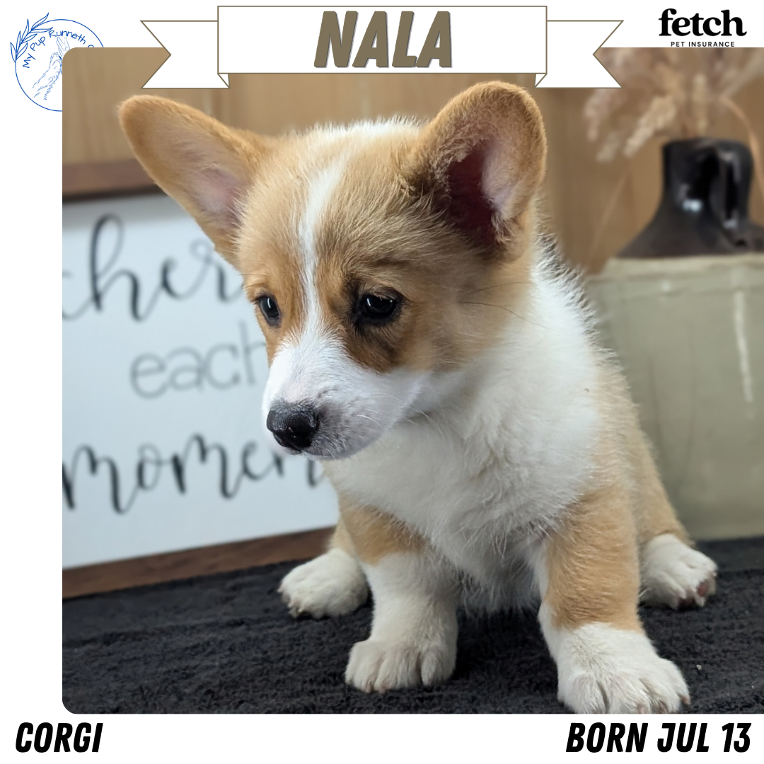 CORGI (JUL 13) 2 FEMALES/3 MALES