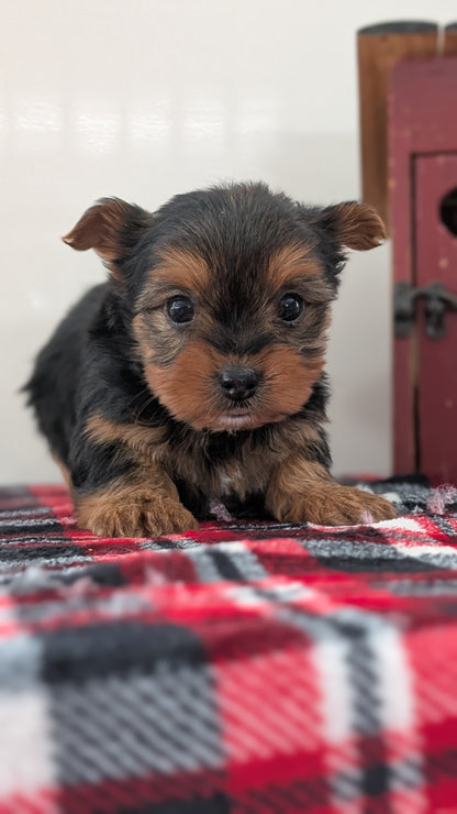 YORKSHIRE TERRIER (DEC 20) FEMALES