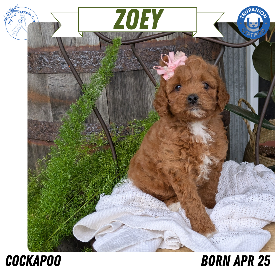 Cockapoo Chick COCKAPOO (04/25) FEMALE – My Pup Runneth Over