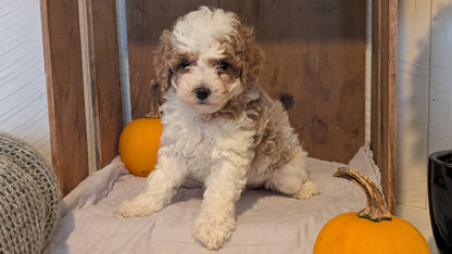 MINI POODLE (AUG 06) 5 FEMALES
