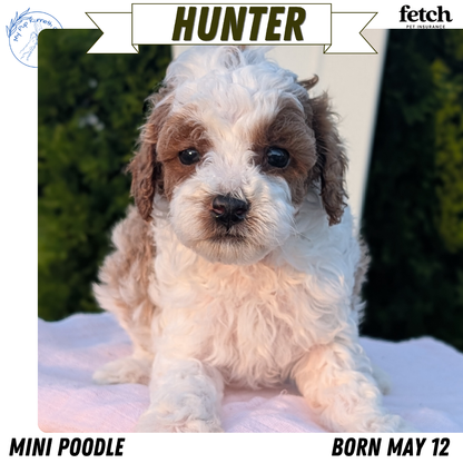 MINI POODLE (MAY 12) MALES