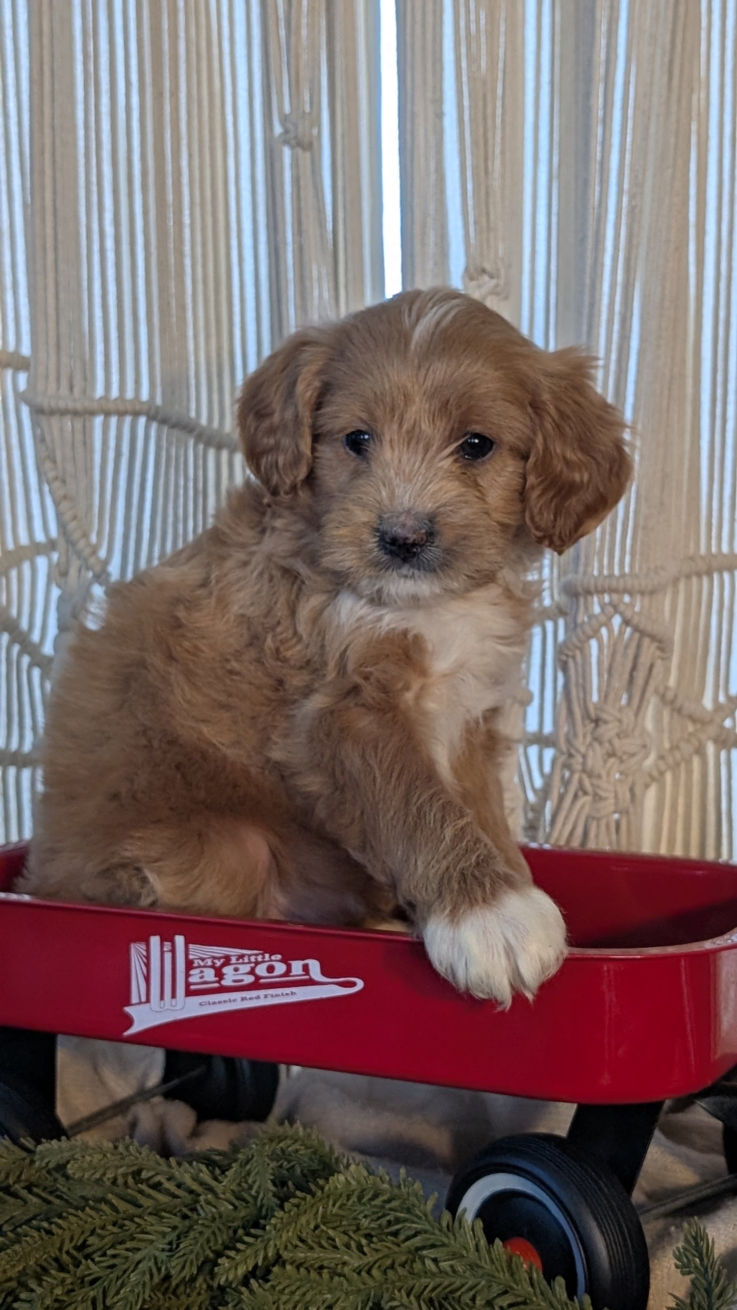 CAVAPOO (NOV 17) MALES