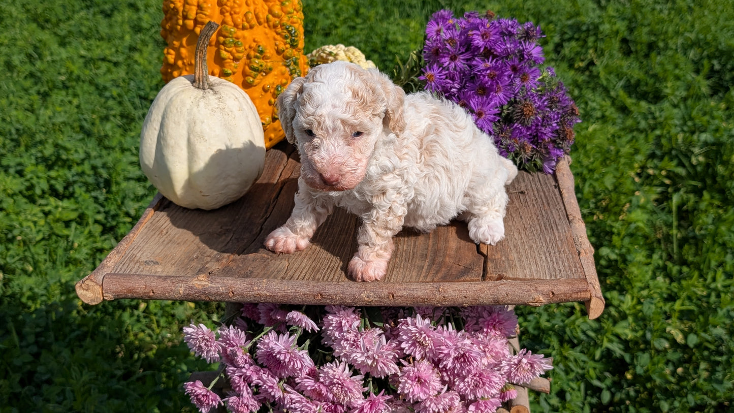 TOY POODLE (08/28) FEMALE