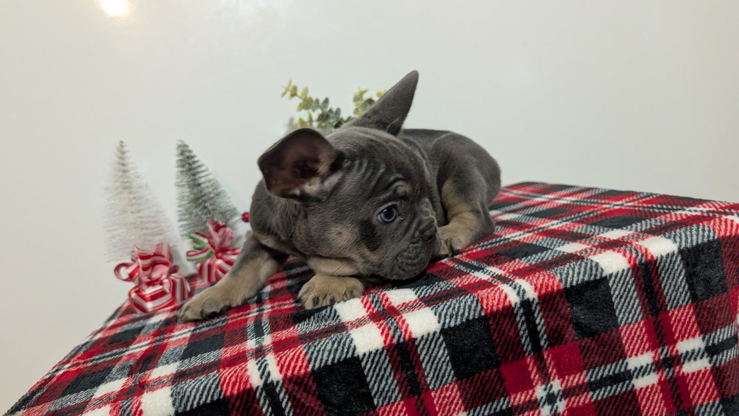 FRENCH BULLDOG (OCT 03) MALES