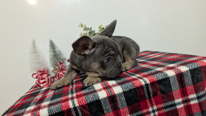 FRENCH BULLDOG (OCT 03) MALES