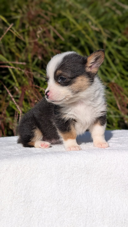 CORGI (AUG 17) 1 FEMALE