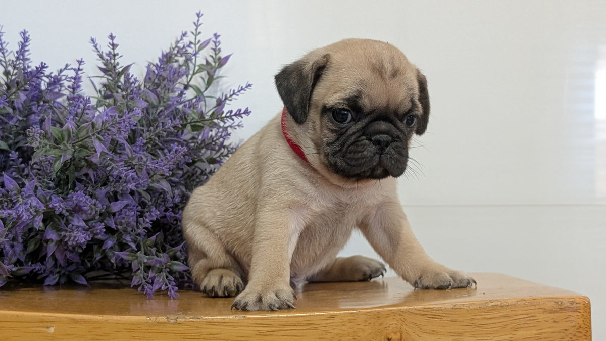 PUG (SEP 12) 4 MALES/1 FEMALE