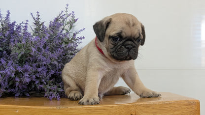 PUG (SEP 12) 4 MALES/1 FEMALE