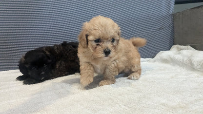 SHIH-POO (06/25) FEMALE