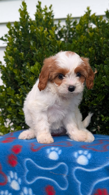 CAVAPOO (MAY 25) FEMALES