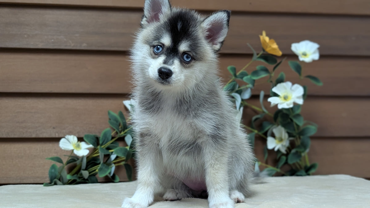 POMSKY (JUL 03) 1 MALE/3 FEMALES