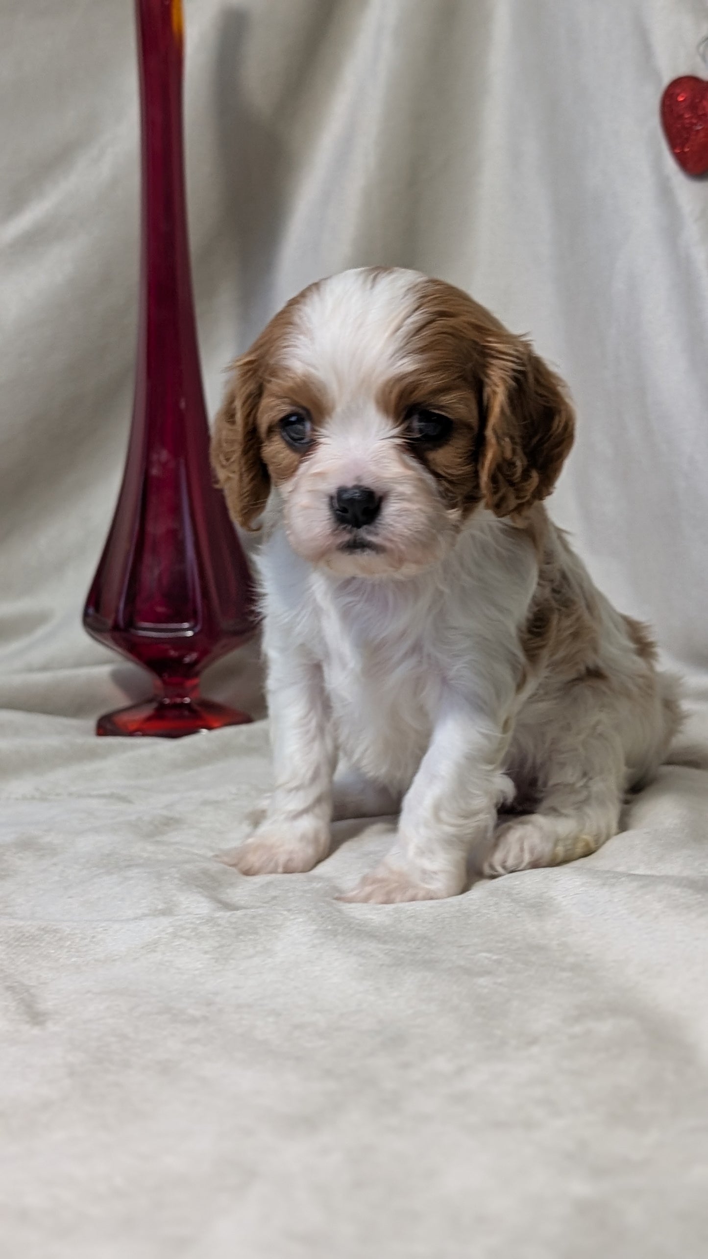 CAVALIER (DEC 03) FEMALES