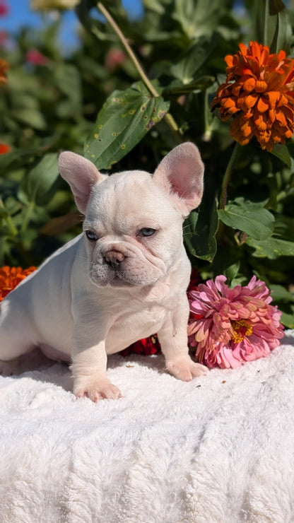 FRENCH BULLDOG (07/08) MALE